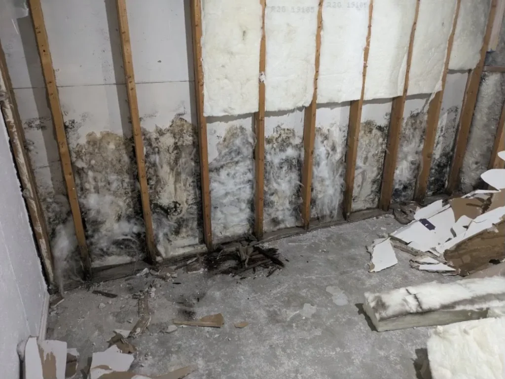 Mold Remediation